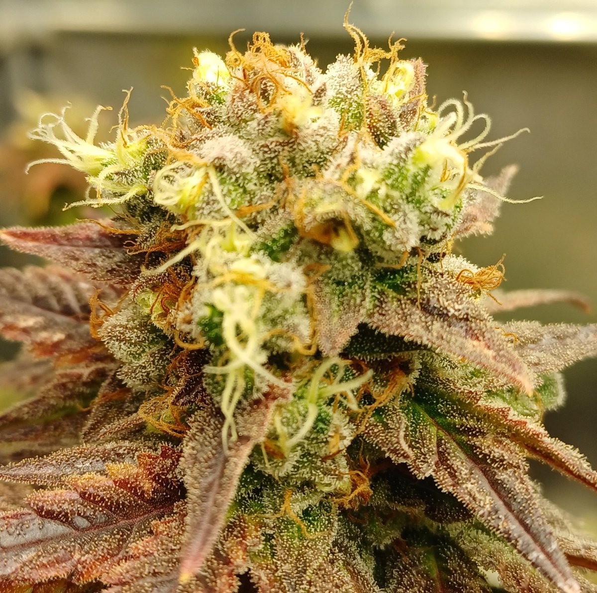 Lecker schmecker ✌️💚