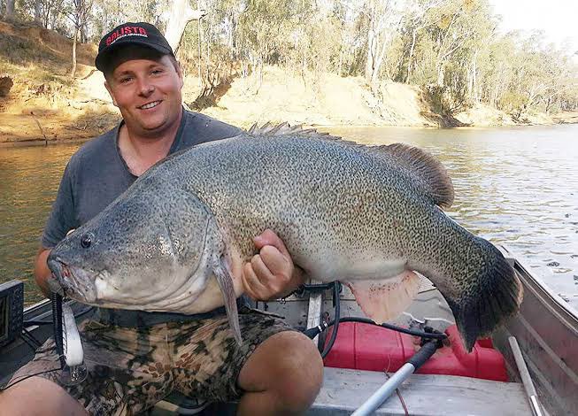 Big News. It’s Cod and Goldens on the Goulburn , 10:30am today on Channel Nine or streaming here 9now.com.au/fishing-austra…
PS:  we are trying for one this big caught by the lads Ballista … let’s see how we go 😉