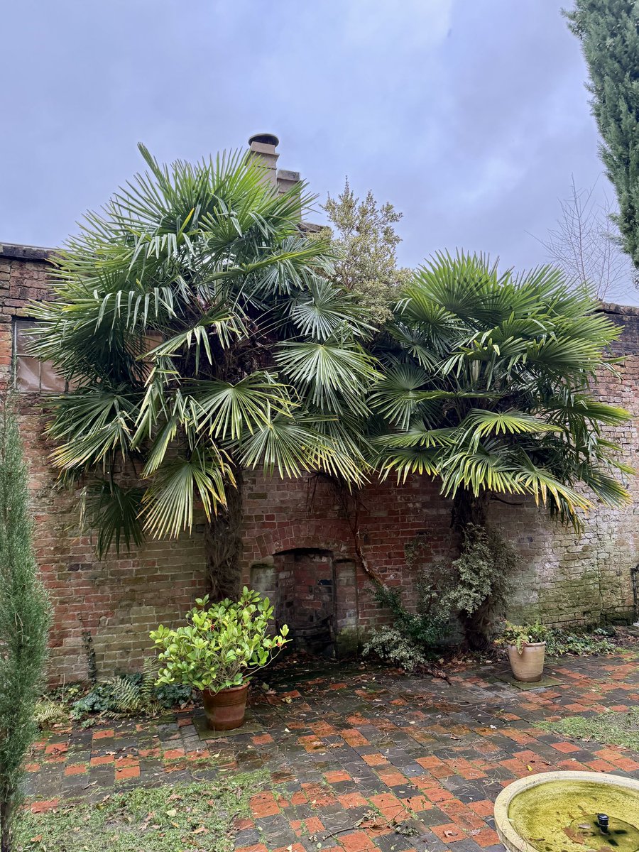 A couple of lovely Trachycarpus fortunei, Chusan palms <a href="/Rode_Hall/">Rode Hall</a>. A hardy palm benefiting here from the shelter of the wall.