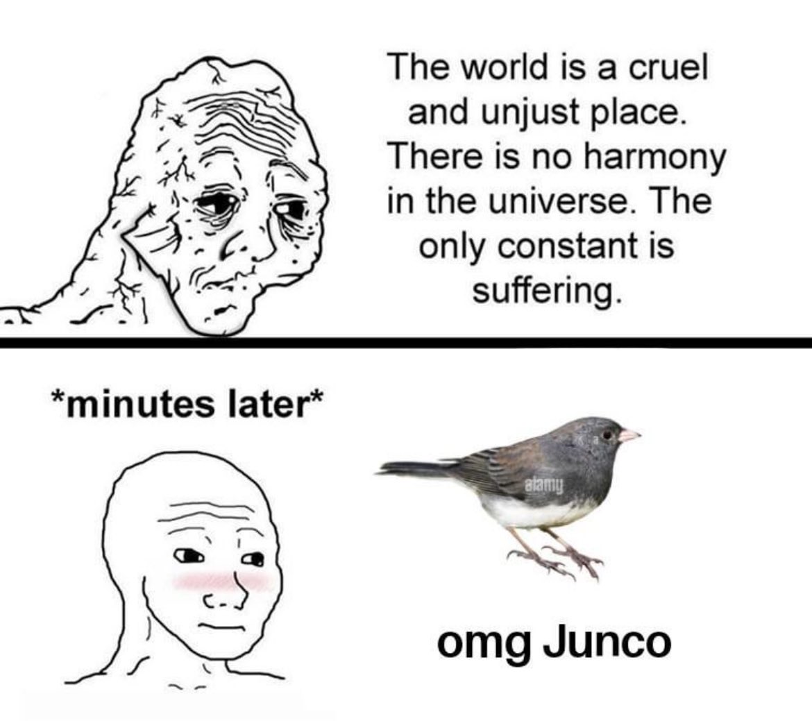 birdmoder's tweet image. 