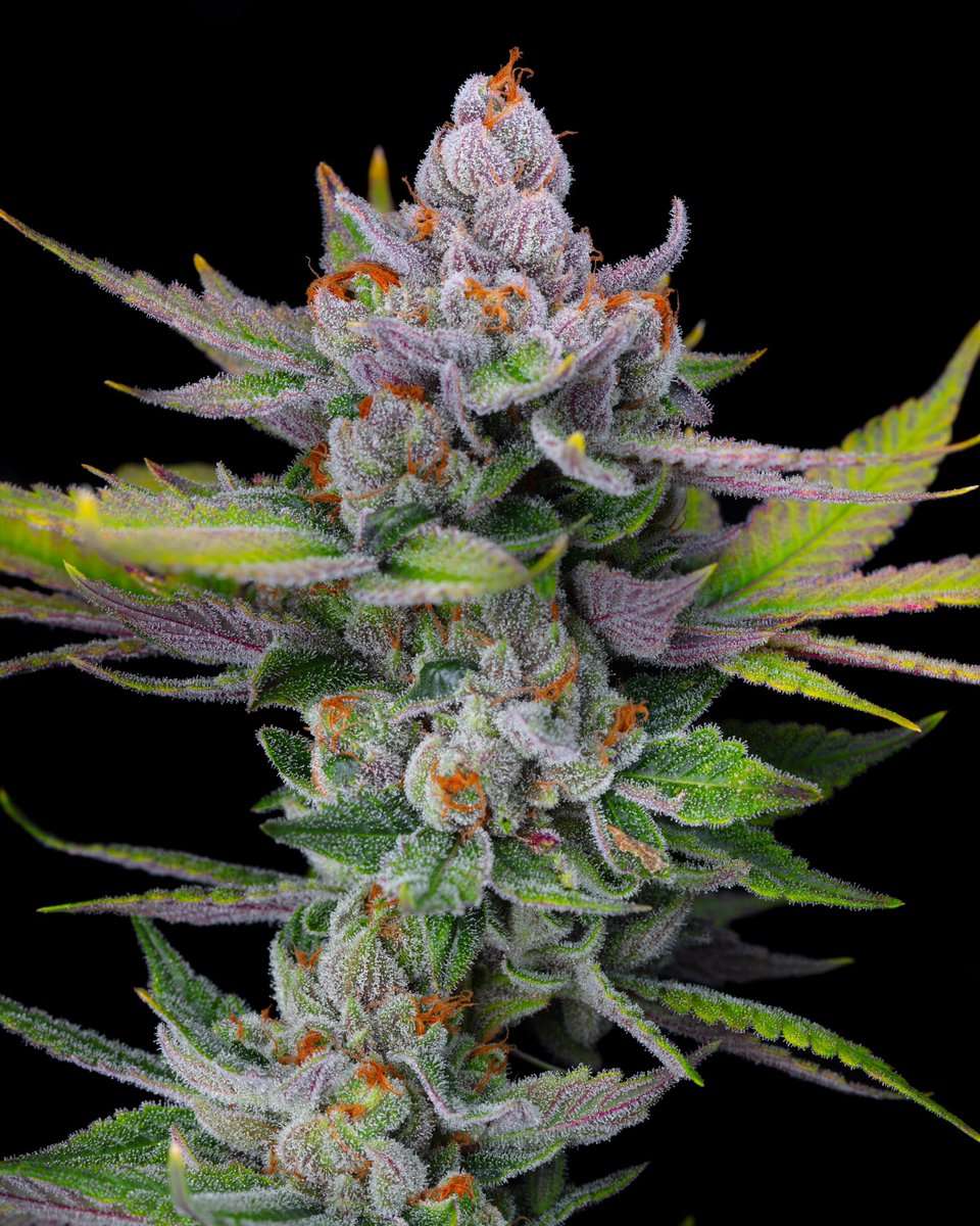 In all her glory. I’ll post the macro tomorrow 🙂

📸: Sour Cheese Berry
#CannabisCommunity