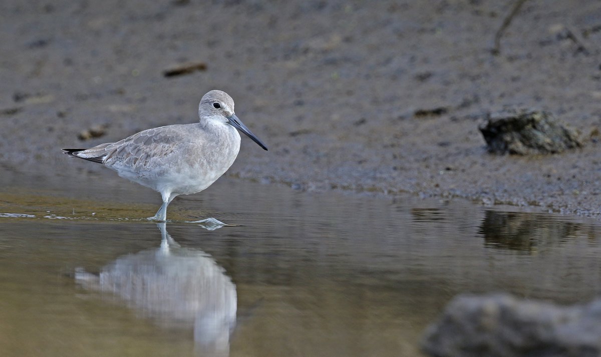 Willet-western ssp-Paul do Cabo da Praia, Terceira, Azores, Y'day a stunning individual especially when seen in flight + 2 White Rumped's &amp; 2 Semi P Plover's, Black Tern (niger) Guillemot-Praia harbour (1st for Azores) 4 ad Ring billed Gulls-Praia da Vitoria beach, a GR8 day!