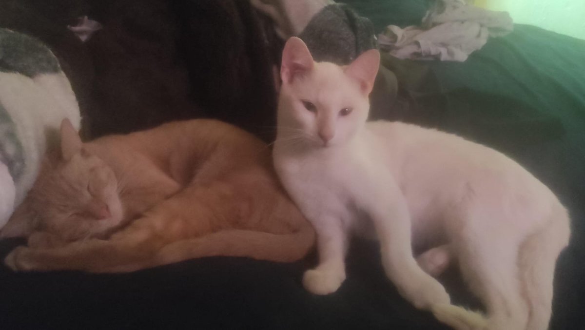 Hago de todo!
Nesecito el dinero ya que lamentablemente nesecito llevar de imprevisto a mis gatitos al veterinario, Parece ser que contrajeron algo que les hace daño en la panzita y nesecito ayuda con los gastos del veterinario!

#ComisionesAbiertas #AYUDA