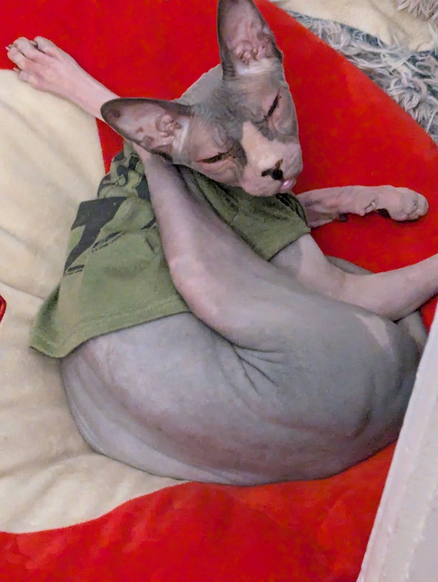 Lucifer why do you need to sleep like this? 😂 
Your such a strange one.