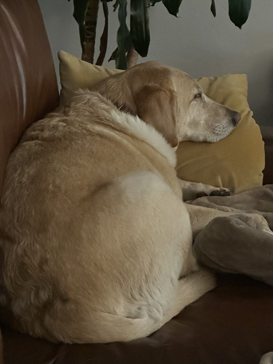 SpencerPI.com tweet media