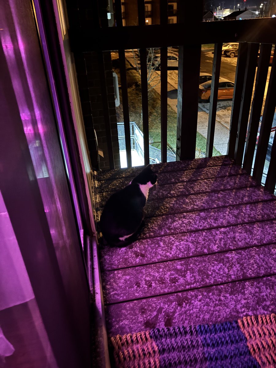 dawn_kimmy_nl's tweet photo. First snowfall for Squirt this winter! She loves to go outside on the patio!
#winterkitty https://t.co/i0ucfDAOzF