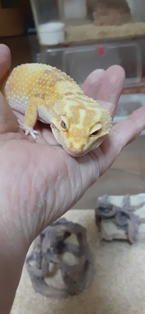 レオパ🦎キラリ

なかなか写真撮らなかったけど、ちゃんと元気です☺️
初めてレオパの日に投稿します📸

＃毎月8日はレオパの日
＃レオパードゲッコー
＃レオパ
