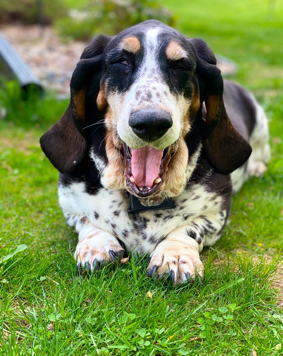 Mockler Bassets tweet media