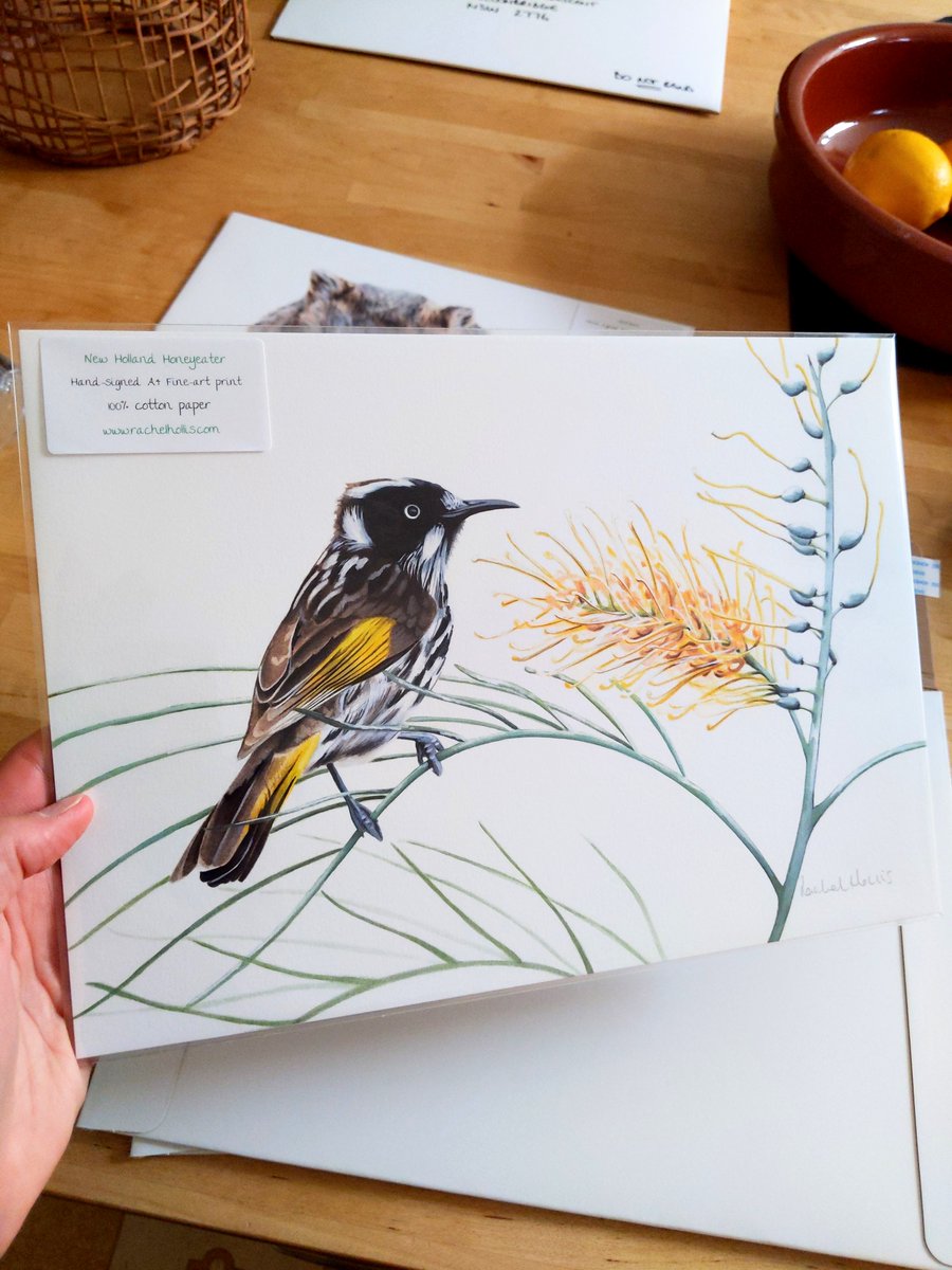 RachelHollisArt's tweet photo. New Holland Honeyeaters are an iconic bird of southern Australia, I love their white irises! #artprint #birdprint #birdart #australianwildlife https://t.co/QgS7oe3eMr