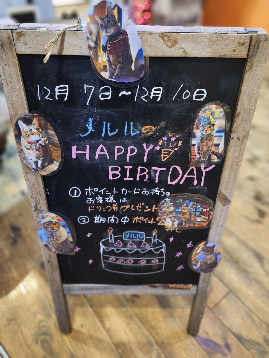 nyaon2014's tweet photo. OPENしました✨🎄
本日もメルルの誕生祭です🎉㊗️
最終受付は20:00です⌛️

本日もたくさんのご来店お待ちしております𓃠🐾😻
#猫カフェ猫音 
https://t.co/Ef5qRfxlPH https://t.co/NWdrqIC2N8