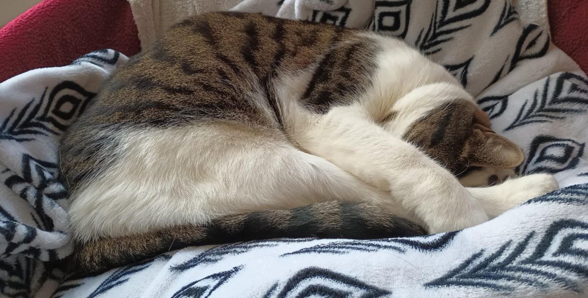 Oobagoo's tweet photo. Sleepy guy https://t.co/yHRKejqodQ