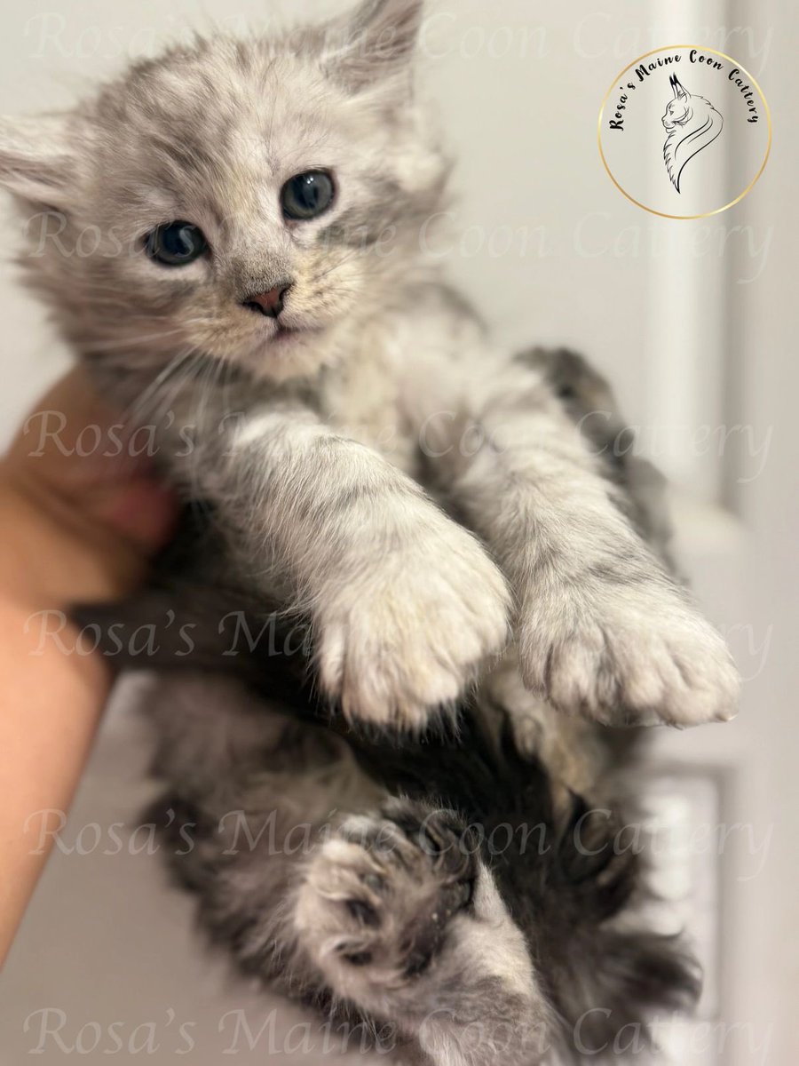 Mainecoon kittens in Texas