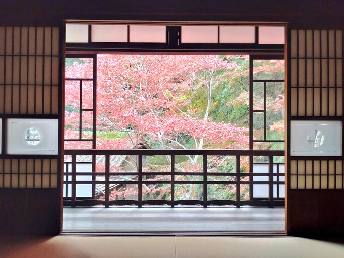 今年もどこにも紅葉を見に行けなかったのでセルフで済ませる 