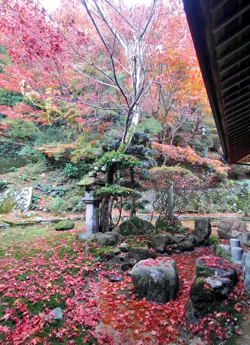 今年もどこにも紅葉を見に行けなかったのでセルフで済ませる 