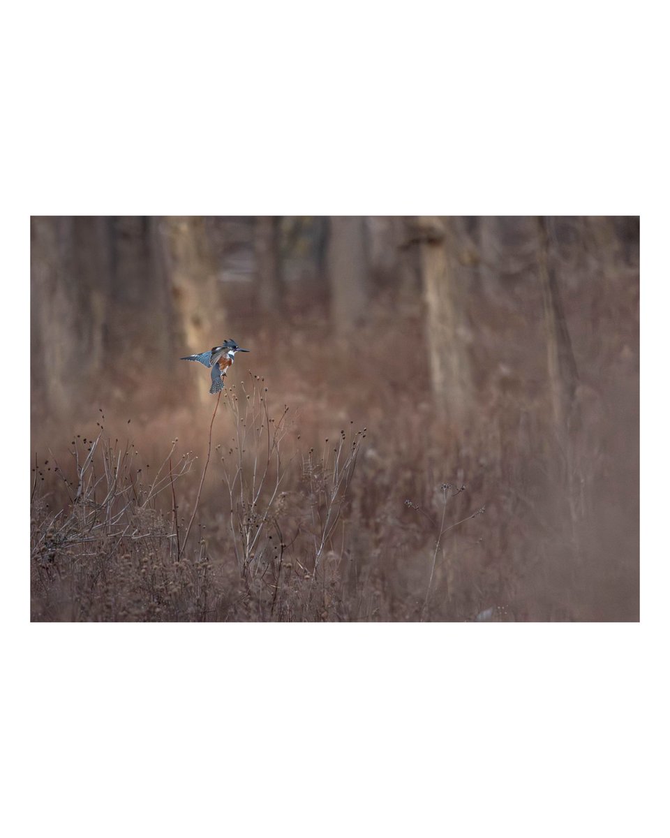 A brief moment of magic this cold winter morning