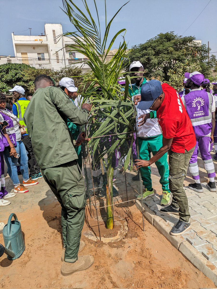 ABG_49's tweet photo. Un arbre🌴 planté à l'occasion de mon Anniversaire 🎂🙂🎉.
Alhamdoulila 1 an de plus, fêté avec les participants de la Journée de #SetalSunuRew aujourdhui à Keur massar.
Amiine et merci pour les prières 🙏🏾.
@ABG_49 🌱🇸🇳 https://t.co/zaEIysHAtV