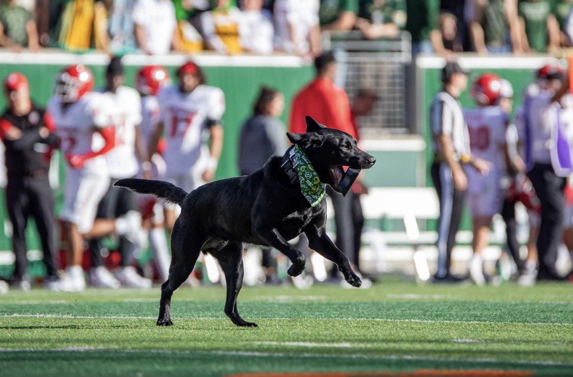 bertballard's tweet photo. @JustinTMichael Feeling a bit betrayed here @JustinTMichael  @CSUFootball has their own tee dog!!! Also IG @dagoodboyrising and @dte_denver https://t.co/Dytv0ea5t1