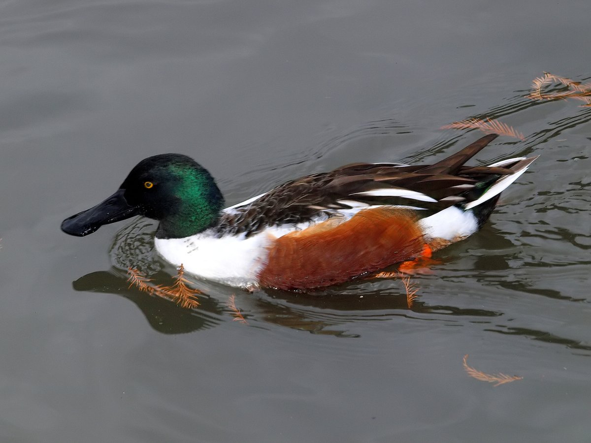 kala61857's tweet photo. Full Breeding Colors Now
Earlier I'd been seeing them in transitional plumage but now they are in full breeding colors. Beautiful
Northern Shoveler (Anas clypeata)
https://t.co/fQvgRJw2uu
#duck #winterducks #wildlifephotography #birding https://t.co/YXMN9OIjx4