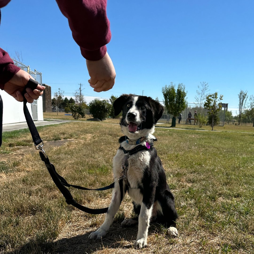 CalgaryHumane's tweet photo. πΎ Get your pet the gift of training! πΎ Did you know Calgary Humane Society offers a variety of positive reinforcement training classes to help you and your pet succeed?
Sign up today! https://t.co/NzLdFo8YNl
#PositiveReinforcement #PetTraining #CalgaryPets #DogTraining #YYC https://t.co/35h4b1TIIH