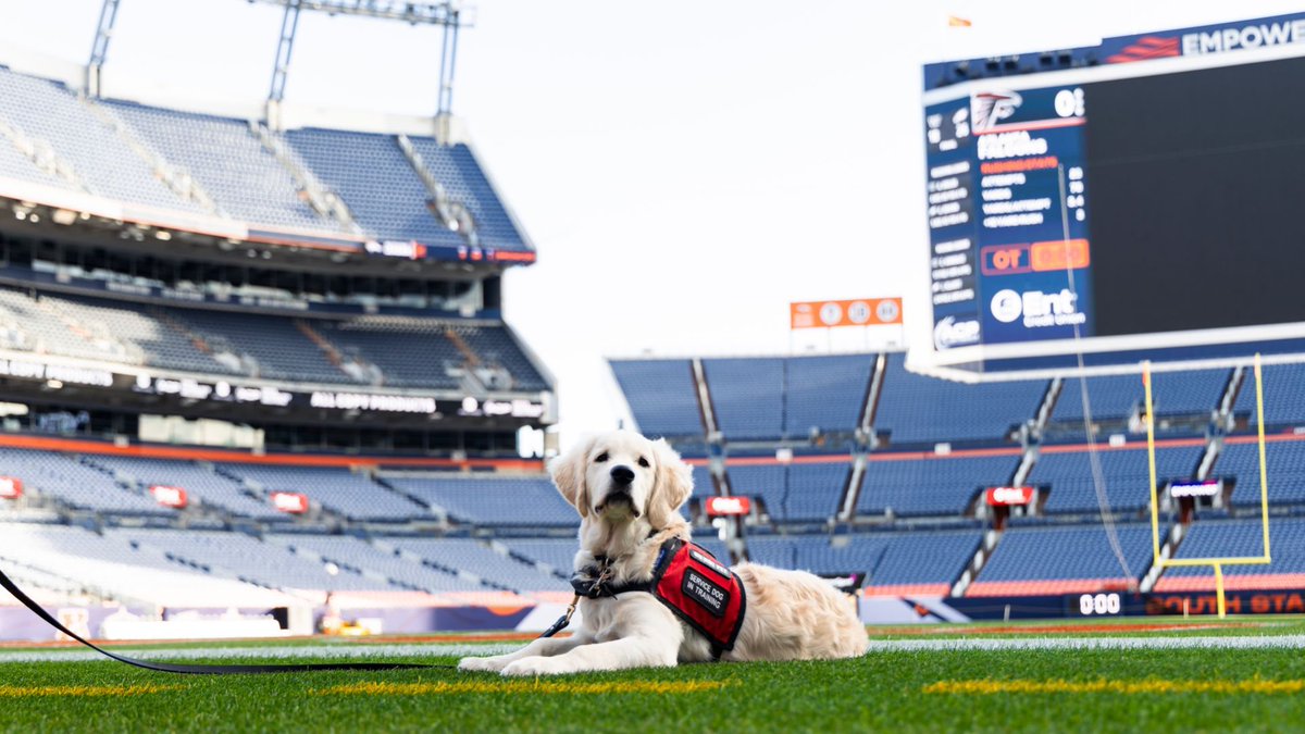 Broncos's tweet image. ICYMI: We added a new member to #BroncosCountry!

We teamed up with @k9sforwarriors again this year to sponsor the training of our new friend, Crush. 🐾