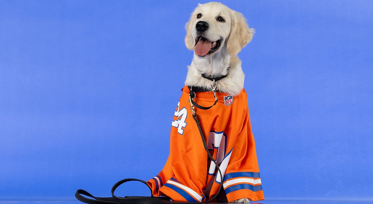 Broncos's tweet image. ICYMI: We added a new member to #BroncosCountry!

We teamed up with @k9sforwarriors again this year to sponsor the training of our new friend, Crush. 🐾