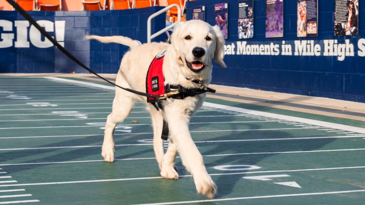Broncos's tweet image. ICYMI: We added a new member to #BroncosCountry!

We teamed up with @k9sforwarriors again this year to sponsor the training of our new friend, Crush. 🐾