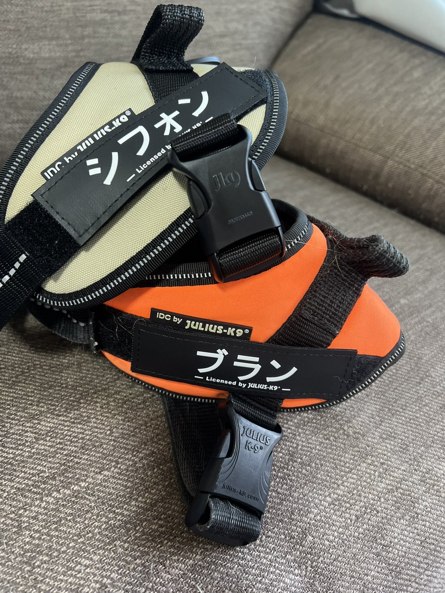 marron0802's tweet photo. ブランシフォンもやっとお名前ハーネスデビュー！
オレンジの方はるったんのお下がり🧡
シフォンには新たに購入！
イベントでつけていこうかなー！
抜けないように首輪との併用は必須⭕️

#ユリウスk9
#juliusk9 https://t.co/FVeBd8jbCo