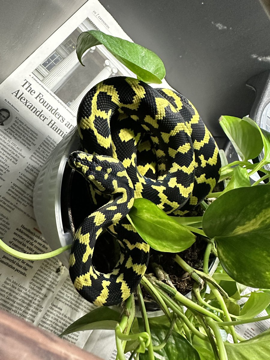 JohnBRougeux's tweet photo. Curled up. #junglecarpetpython #carpetpython #snakes #reptile https://t.co/MAYDqLW8F3