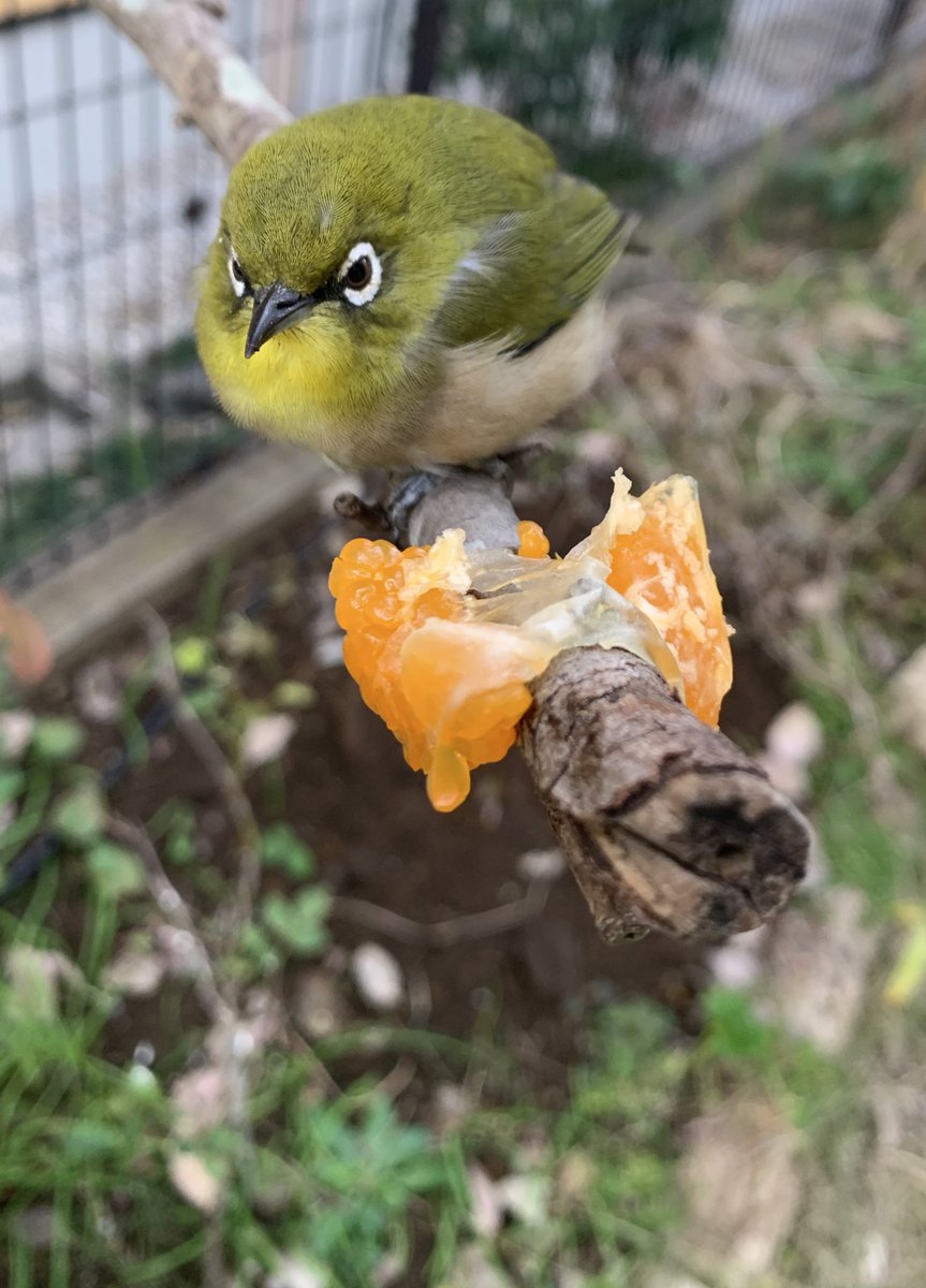 窓に何かが当たる音がしたから見てみたらメジロ…

お友達が心配してくれていた。他の鳥も心配してつついていた。
水やみかんをあげていたら最後は元気に飛んでいってくれて良かった

触ってしまってごめんよ