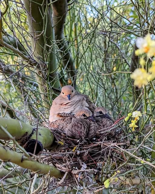 DEskildson's tweet image. Safety. Day 7. #adventword
Photo:  Lynn Hartke