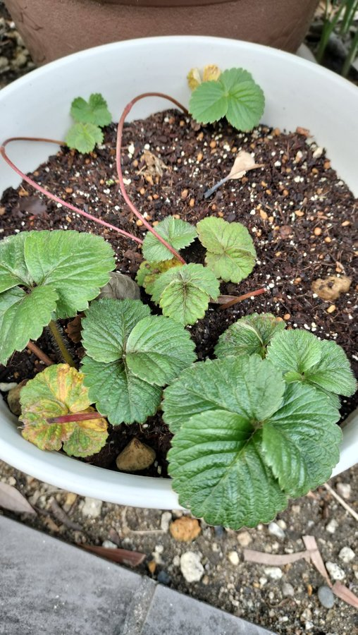 masamasa1's tweet photo. Good morning. How big will Senryo(Japanese sarcandra) grow from now on? The strawberry plants I divided have started to grow. Will the cyclamen flowers grow bigger ? Have a good weekend!
#gardenIng
#strawberry
#cyclamen
#senryo https://t.co/MqdMLUhht0
