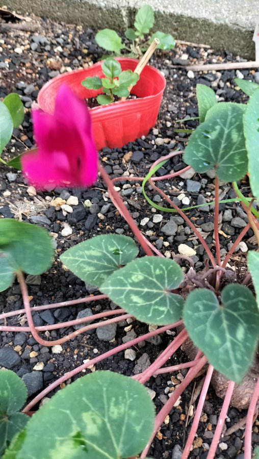 masamasa1's tweet photo. Good morning. How big will Senryo(Japanese sarcandra) grow from now on? The strawberry plants I divided have started to grow. Will the cyclamen flowers grow bigger ? Have a good weekend!
#gardenIng
#strawberry
#cyclamen
#senryo https://t.co/MqdMLUhht0