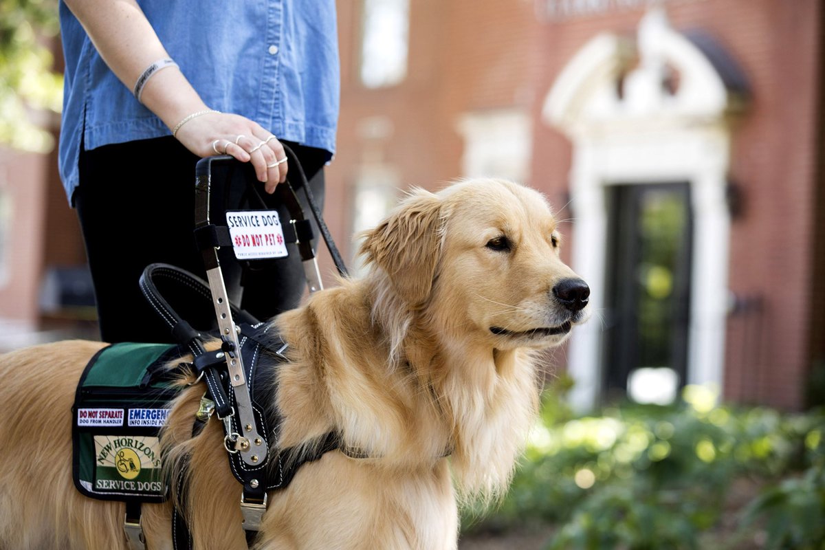 doggtism's tweet photo. After my recent tweet, it’s become very evident how little people actually know about service dogs, how to interact with one, and what the law says concerning them 

After talking with some service dog handlers, I’ve decided to make a little informational thread 🧵 https://t.co/4r6n01GVD3