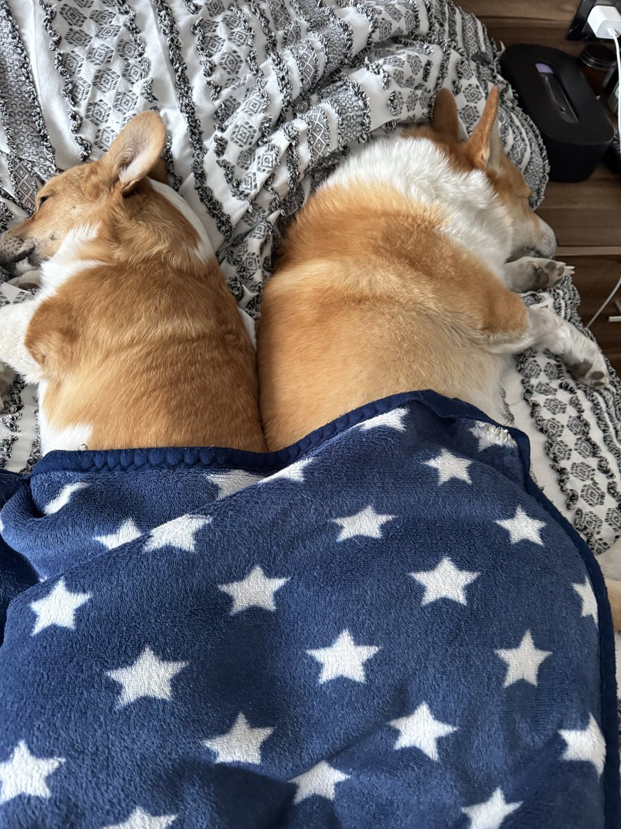 La foto más bonita que verás hoy 
<a href="/corgiaiclub/">CorgiAI Social Club</a>