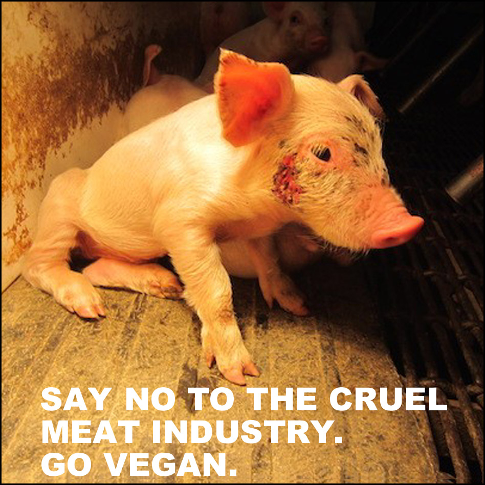 Vegan Future tweet media