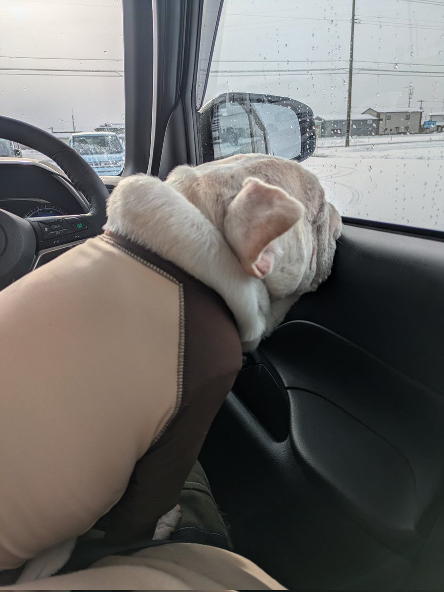 ぐっもーにん🐾
#雪に黄昏るイッヌ