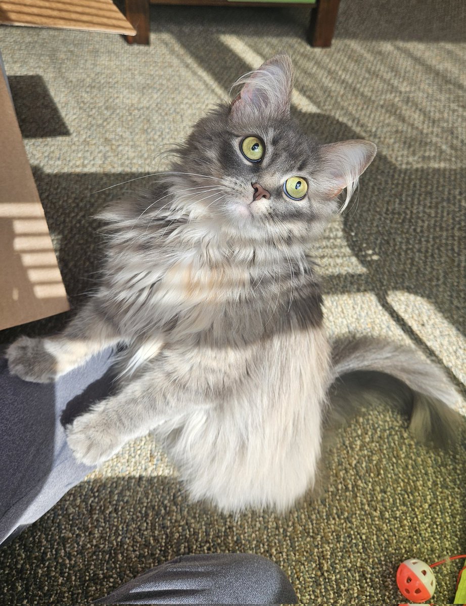 tylerdyson7201's tweet photo. 😸 https://t.co/4HgrWiQvuT