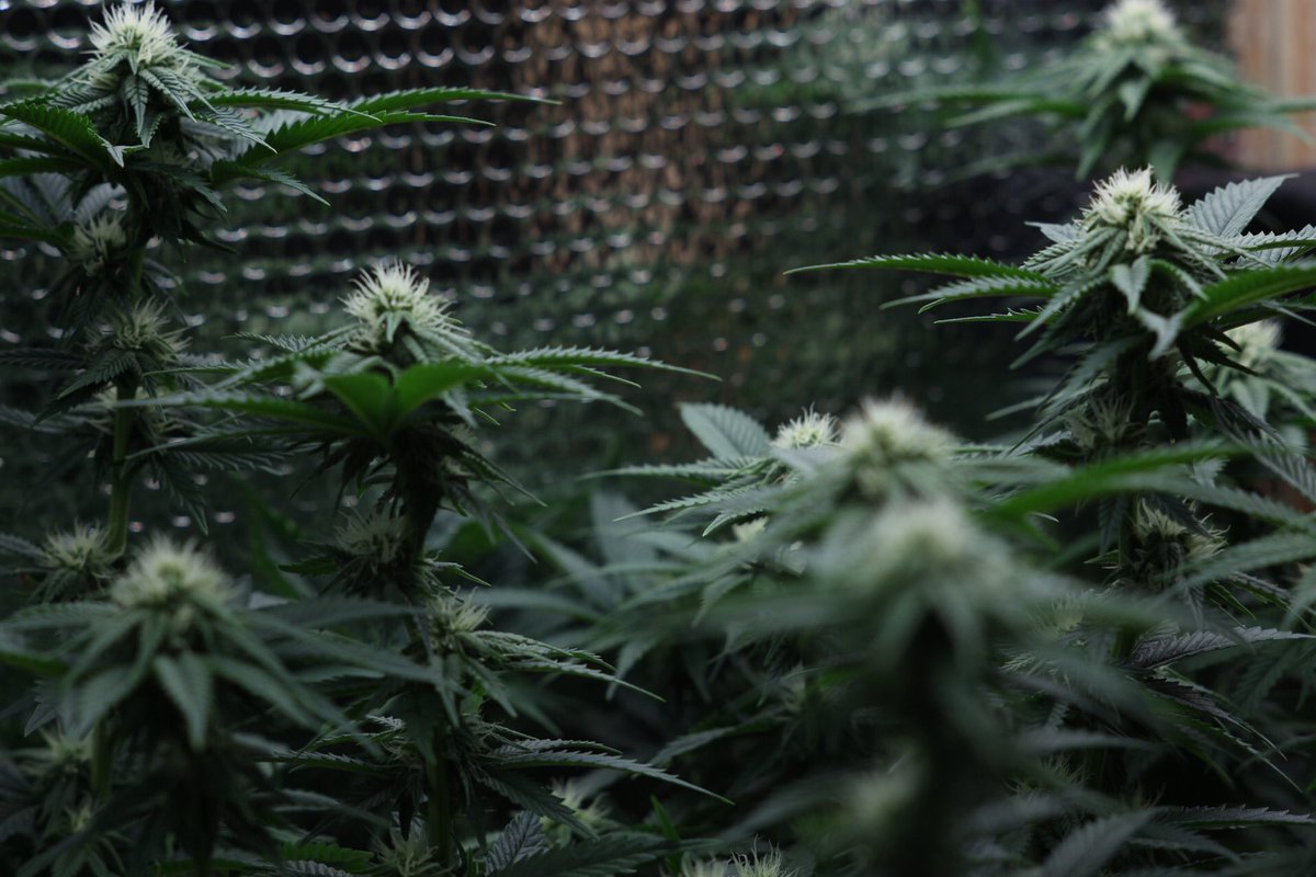 trunksgrow tweet picture