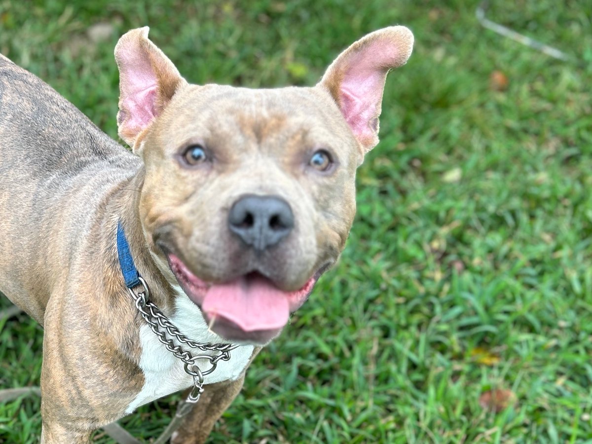 fotnhas's tweet photo. Even though there was a lot of interest in him at our last outside adoption event, sweet HOWIE is still looking for his new home! He's a 2-year-old pit bull terrier who likes to get affection from people and loves to play with toys, especially balls. https://t.co/6OGHKVCs20