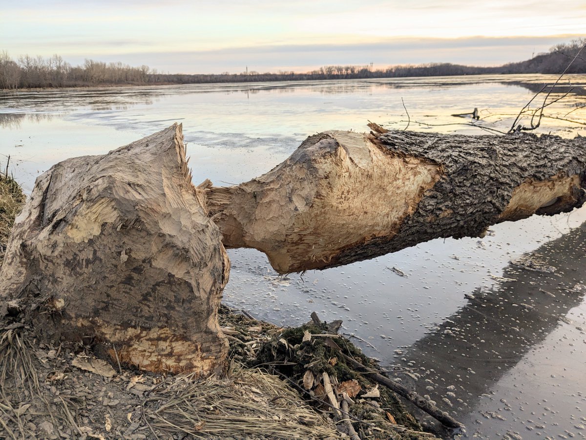 lovingtoknow's tweet photo. BEAVER OR BRUSH?
Round 2: Falling Trees
Van Gogh vs Castor Canadensis
Who did it better?
#mnstatepark #beavers #beaverbeliever #vangogh #impresssionism #keepingtheseasons #fortsnelling https://t.co/ttykGTTWTG