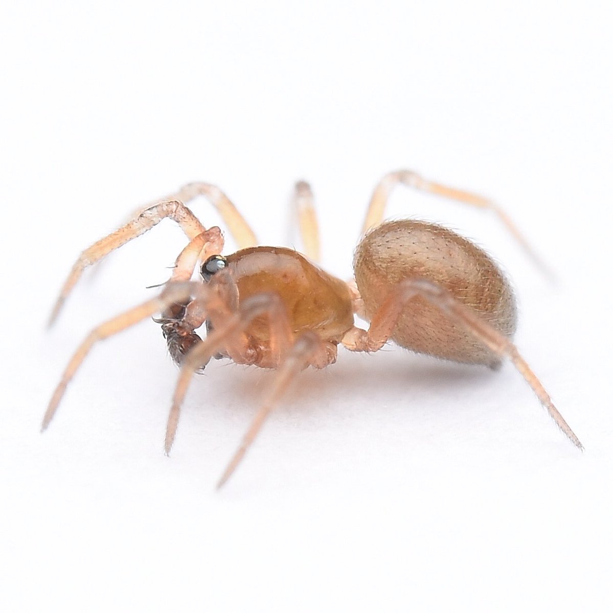 日本のクモ GePHlTRbkAEol8b.jpg