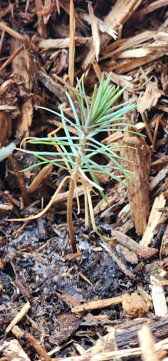 4 out of 5 look okay. hope they make it through their first winter