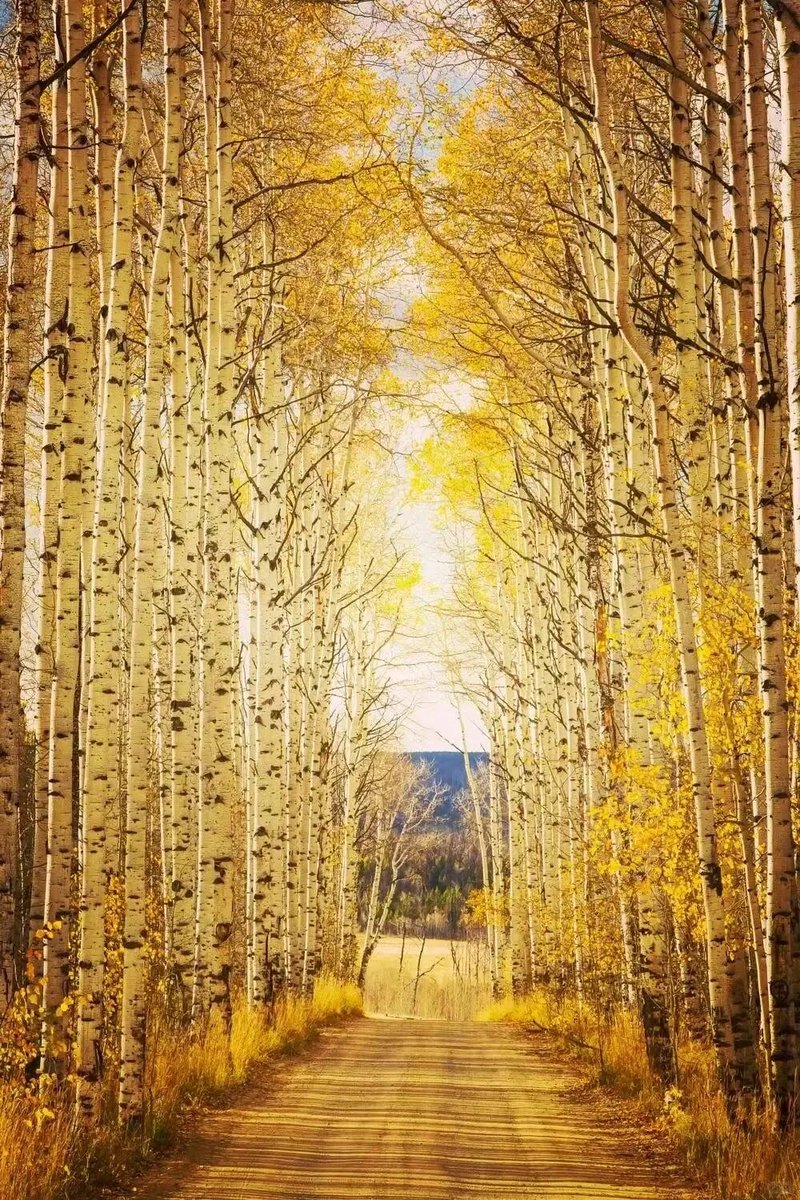 TTO35408943's tweet photo. Birch Forest: Mohe has extensive birch forests. In autumn, the birch leaves turn golden yellow, contrasting with the white trunks.
#BirchForest #Mohe #Autumn #Nature #GoldenLeaves #WhiteTrunks #Landscape #China #Travel #Scenery
#AllinCeltics #RickCarlisle #TheValley https://t.co/D7POfGWLdY