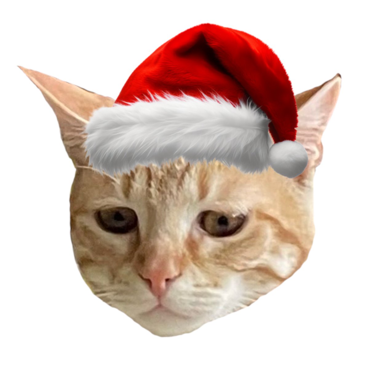 sniffalt's tweet photo. this is kinda messed up of them when I have a perfectly good orange cat that already makes dumb faces https://t.co/RRnvxB7raq