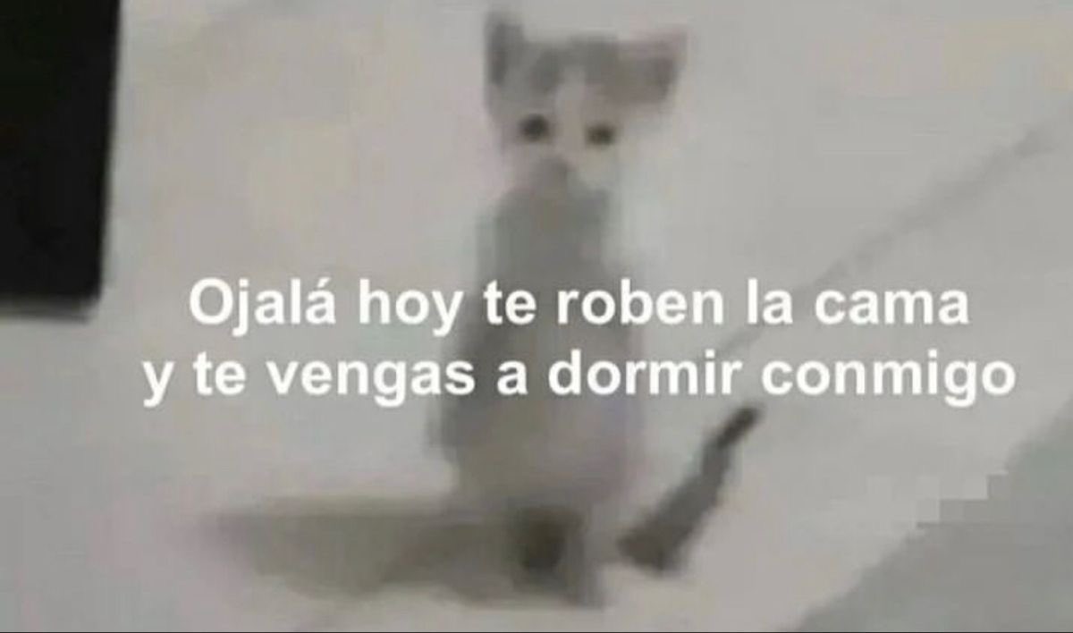 GatitoDepresion's tweet photo. https://t.co/sLsKUf1gjv