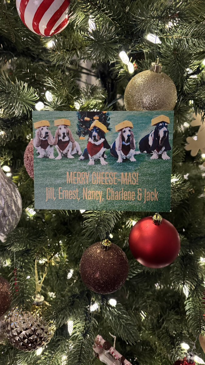 Chloe Belle ~ The Athletic Basset tweet media