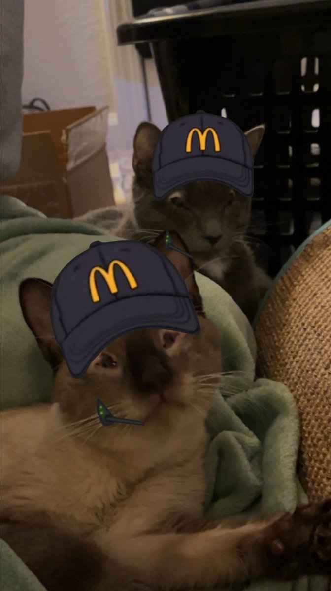 Swizzilous's tweet photo. I’m going to be late to stream tonight. I need to eat and I adopted two cats with eyelid agenesis. They have NO EYELIDS. Please understand. https://t.co/hsMOGLg3Pq