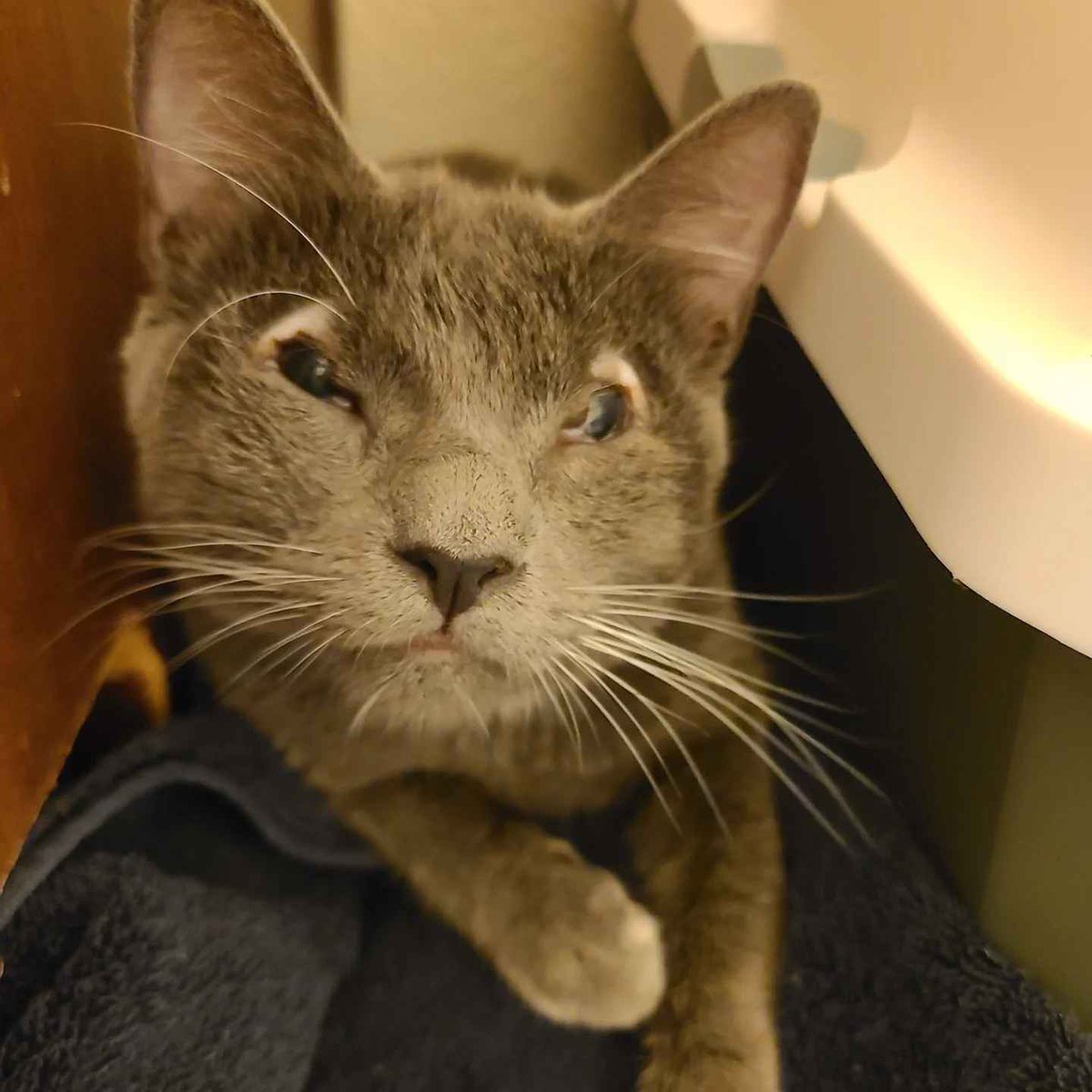 I’m going to be late to stream tonight. I need to eat and I adopted two cats with eyelid agenesis. They have NO EYELIDS. Please understand.