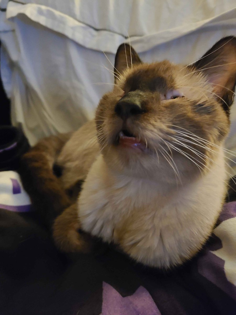 Swizzilous's tweet photo. I’m going to be late to stream tonight. I need to eat and I adopted two cats with eyelid agenesis. They have NO EYELIDS. Please understand. https://t.co/hsMOGLg3Pq