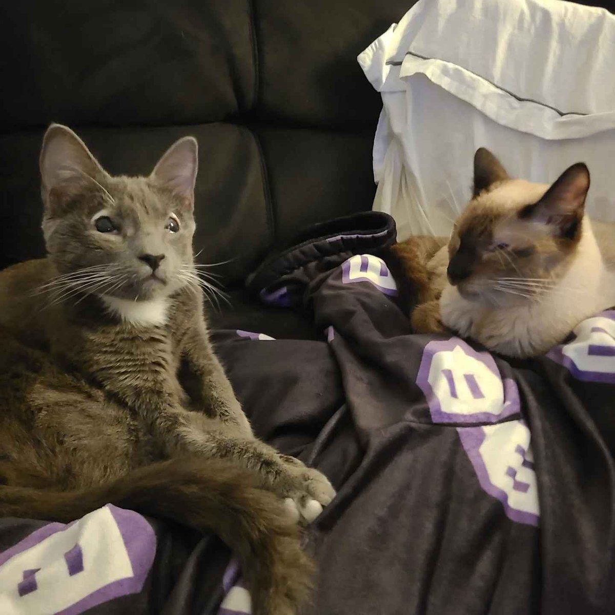 Swizzilous's tweet photo. I’m going to be late to stream tonight. I need to eat and I adopted two cats with eyelid agenesis. They have NO EYELIDS. Please understand. https://t.co/hsMOGLg3Pq